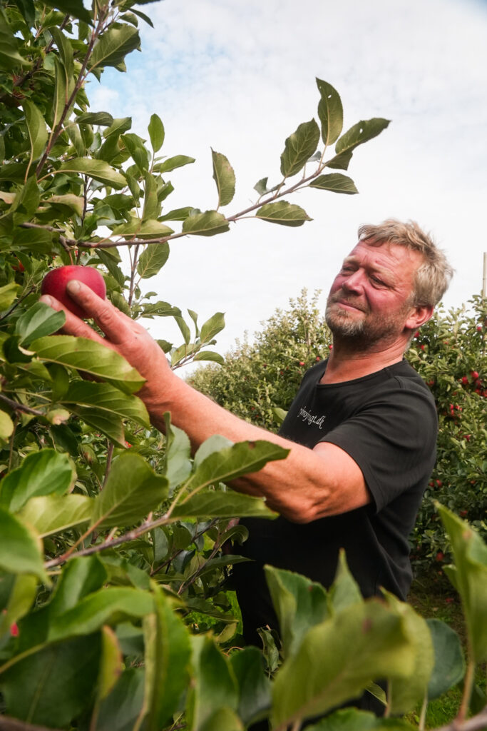 Pluk selv æbler, Fyn