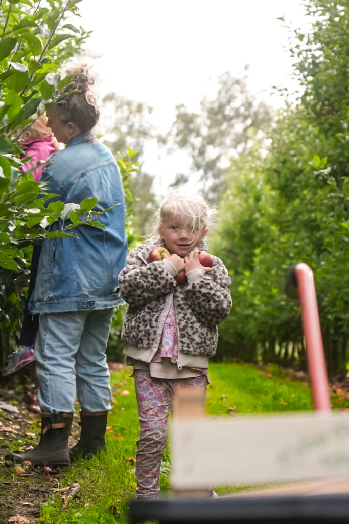 Pluk selv æbler, Fyn