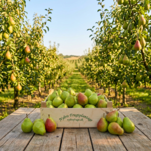Pærer FrugtKasse fra Nybro Frugtplantage