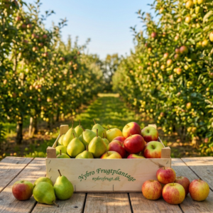 Mix FrugtKasse fra Nybro Frugtplantage